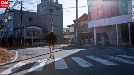 画像 動画あり 福島ゴーストタウン化 ダチョウが町をさまよう 特選ブログ